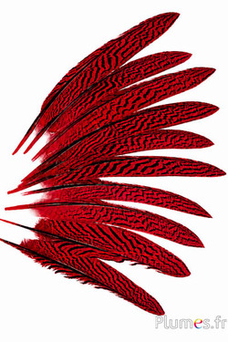 Fagiano argentato - 20-25 cm - rosso-nero